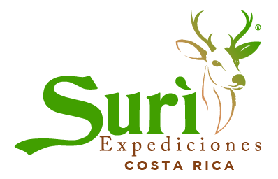 2_Logo-Suri-color-02 2_Logo-Suri-color-02